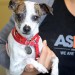 Thumbnail for April National Prevention of Cruelty to Animals Month