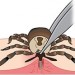 Thumbnail for April National Prevention of Lyme Disease in Dogs Month