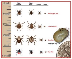 Ticks in the Pickering area