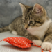 Thumbnail for Valentine's Day Safety Tips for Your Pets